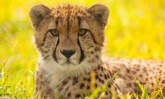 Who is bigger in the animal world: Cheetahs