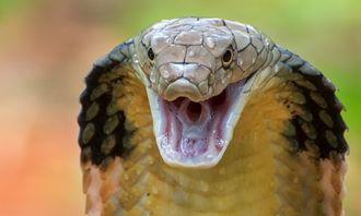 Who is bigger in the animal world: Cobra