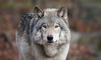 Who is bigger in the animal world: common wolf