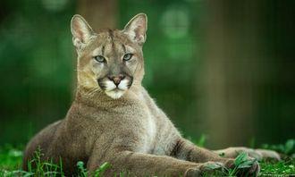 Who is bigger in the animal world: Cougar