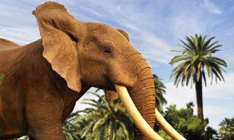 Who is bigger in the animal world: African elephant