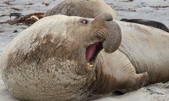 Who is bigger in the animal world: sea elephant