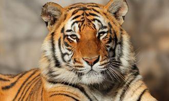 Who is bigger in the animal world: Tiger