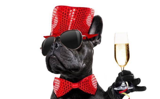 Who is bigger in the animal world: a dog holding a glass of wine