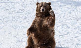 Who is bigger in the animal world: grizzly bear