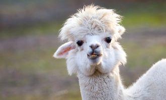 Who is bigger in the animal world: Alpaca