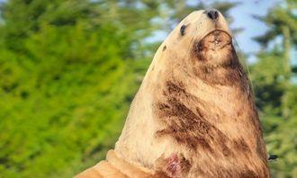 Who is bigger in the animal world: sea lion