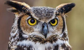 Who is bigger in the animal world: owl