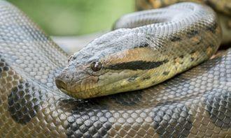 Who is bigger in the animal world: Anaconda