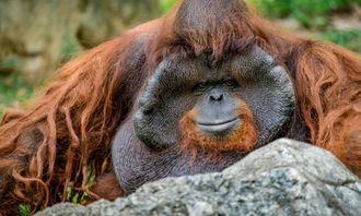 Who is bigger in the animal world: Orangutan
