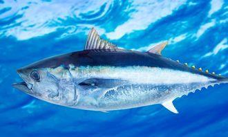 Who is bigger in the animal world: bluefin tuna