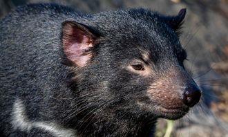 Who is bigger in the animal world: Tasmanian devil