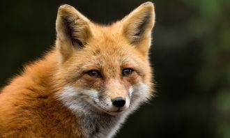 Who is bigger in the animal world: common fox
