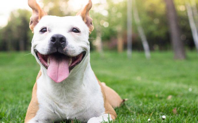 Who is bigger in the animal world: a happy dog