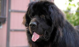 Who is bigger in the animal world: Newfoundland