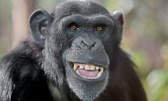 Who is bigger in the animal world: Chimpanzee