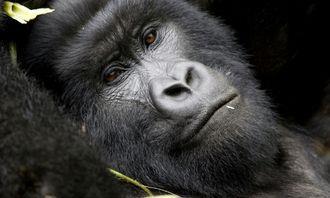 Who is bigger in the animal world: Gorilla