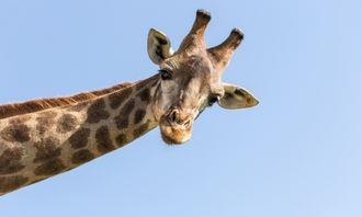 Who is bigger in the animal world: Giraffe
