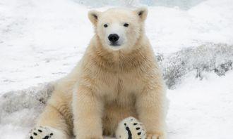 Who is bigger in the animal world: polar bear