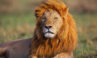 Who is bigger in the animal world: Lion