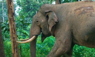Who is bigger in the animal world: Asian elephant