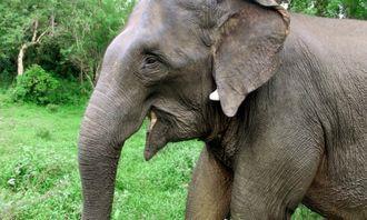Who is bigger in the animal world: Sumatran elephant