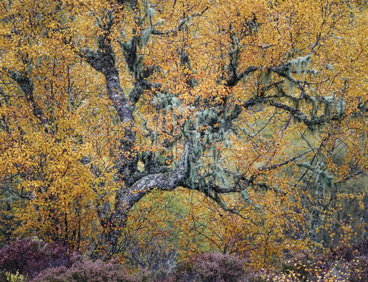  10th Scottish Landscape Awards