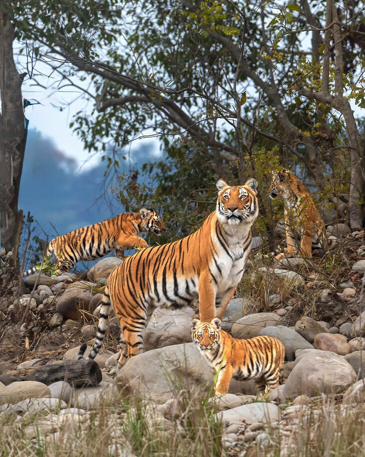 Celebrating the Majesty of Indian Tigers -