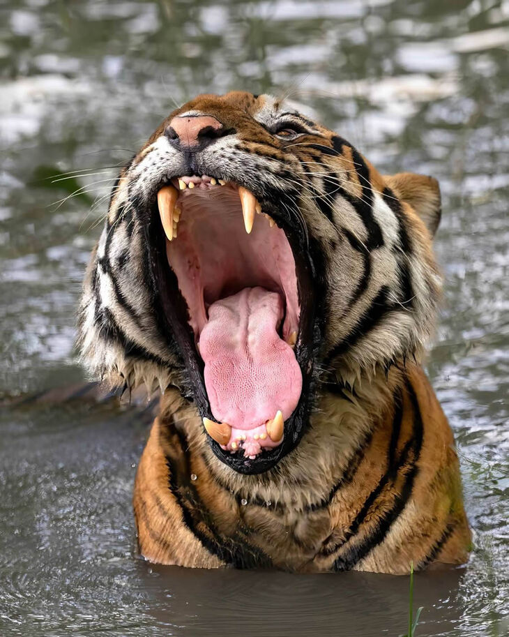 Celebrating the Majesty of Indian Tigers -