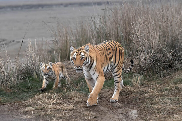 Celebrating the Majesty of Indian Tigers -