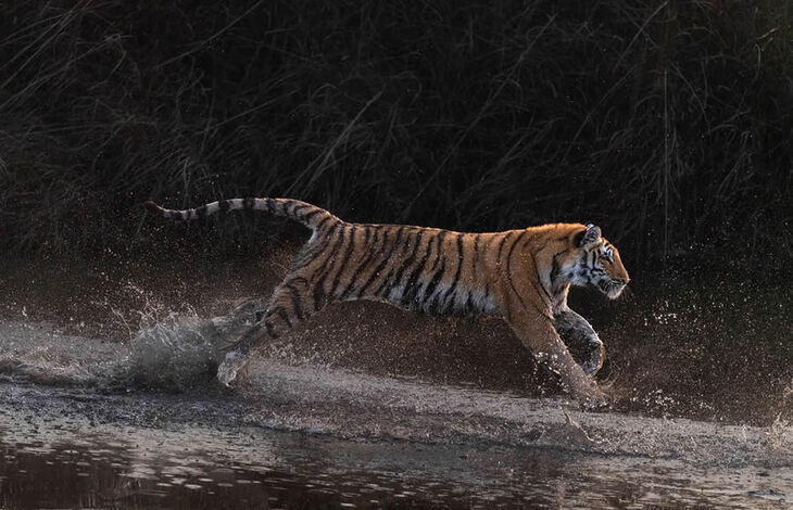 Celebrating the Majesty of Indian Tigers -