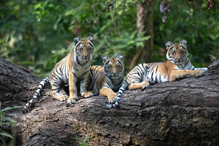 Celebrating the Majesty of Indian Tigers -