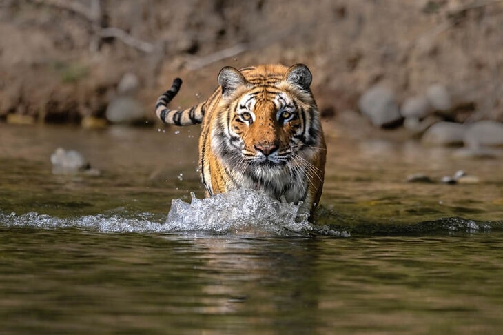 Celebrating the Majesty of Indian Tigers -