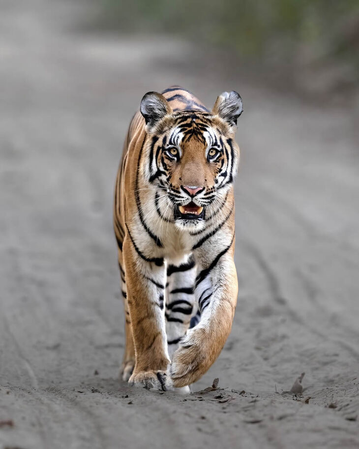 Celebrating the Majesty of Indian Tigers -