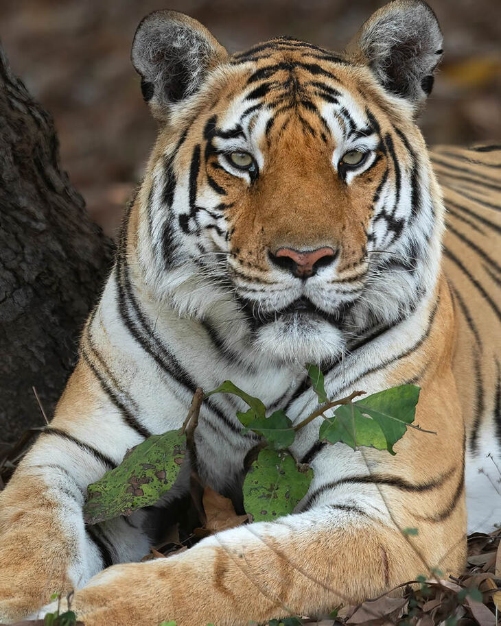 Celebrating the Majesty of Indian Tigers -