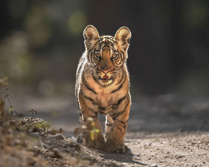 Celebrating the Majesty of Indian Tigers -