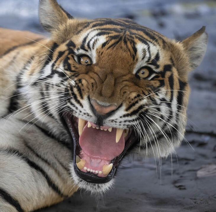 Celebrating the Majesty of Indian Tigers -