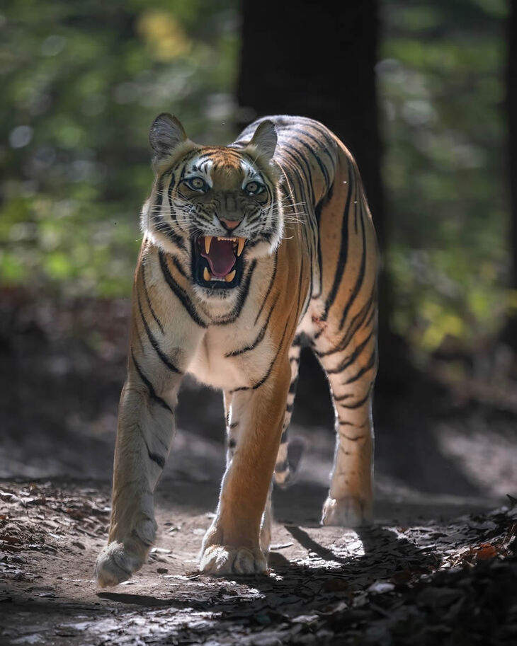 Celebrating the Majesty of Indian Tigers -