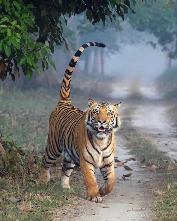 Celebrating the Majesty of Indian Tigers -