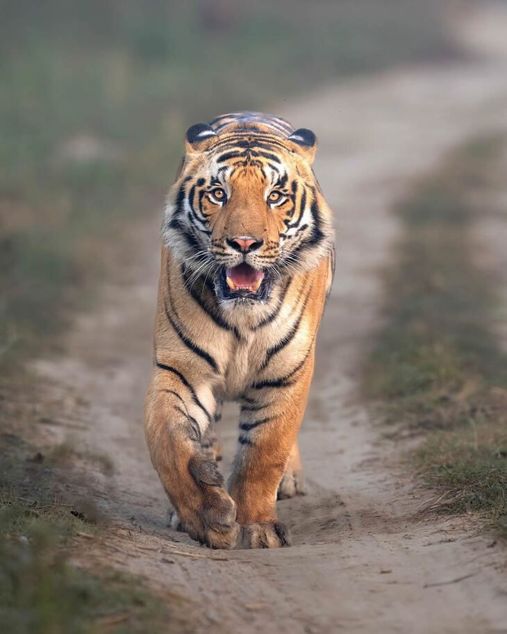 Celebrating the Majesty of Indian Tigers -