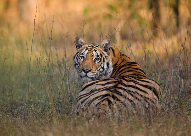 Celebrating the Majesty of Indian Tigers -