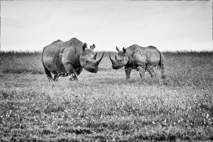 Wildlife Shots from Kenya's Wilderness