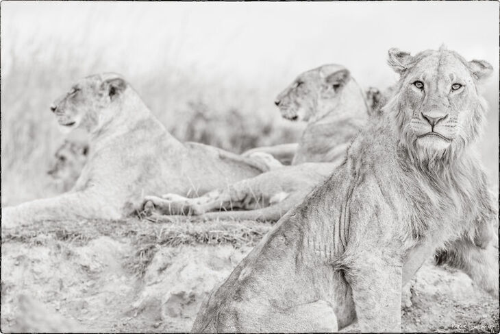 Wildlife Shots from Kenya's Wilderness