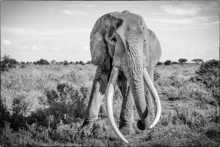 Wildlife Shots from Kenya's Wilderness