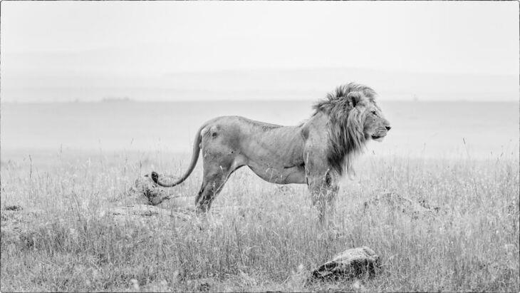 Wildlife Shots from Kenya's Wilderness