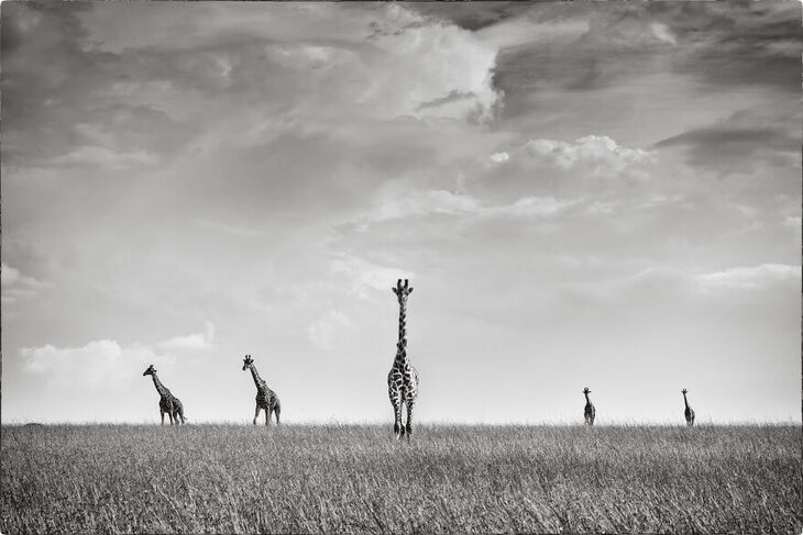 Wildlife Shots from Kenya's Wilderness