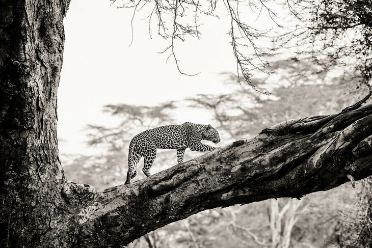 Wildlife Shots from Kenya's Wilderness