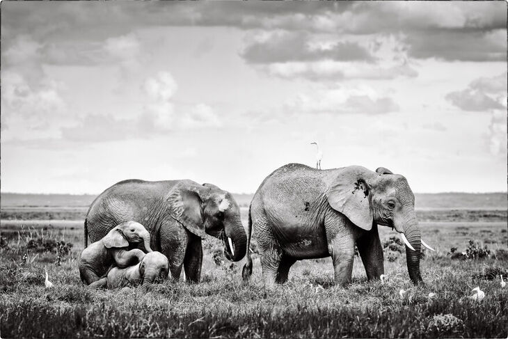 Wildlife Shots from Kenya's Wilderness