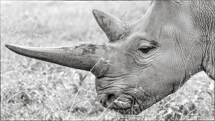 Wildlife Shots from Kenya's Wilderness