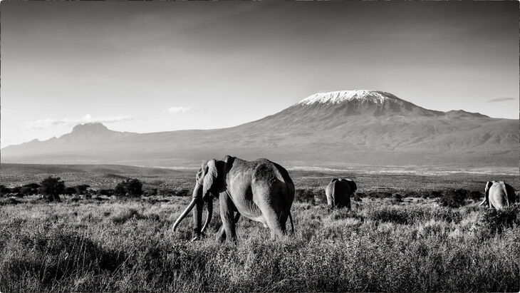 Wildlife Shots from Kenya's Wilderness